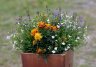 _mg_8391_1000.jpg - 