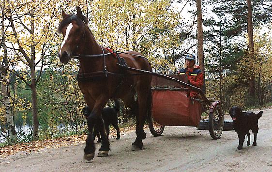 Hestekjøring ved